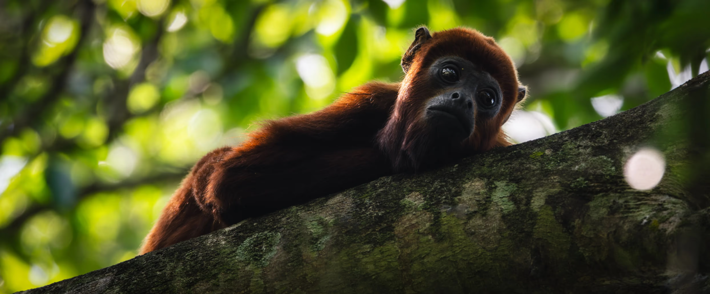 Red howler monkey, Venezuela